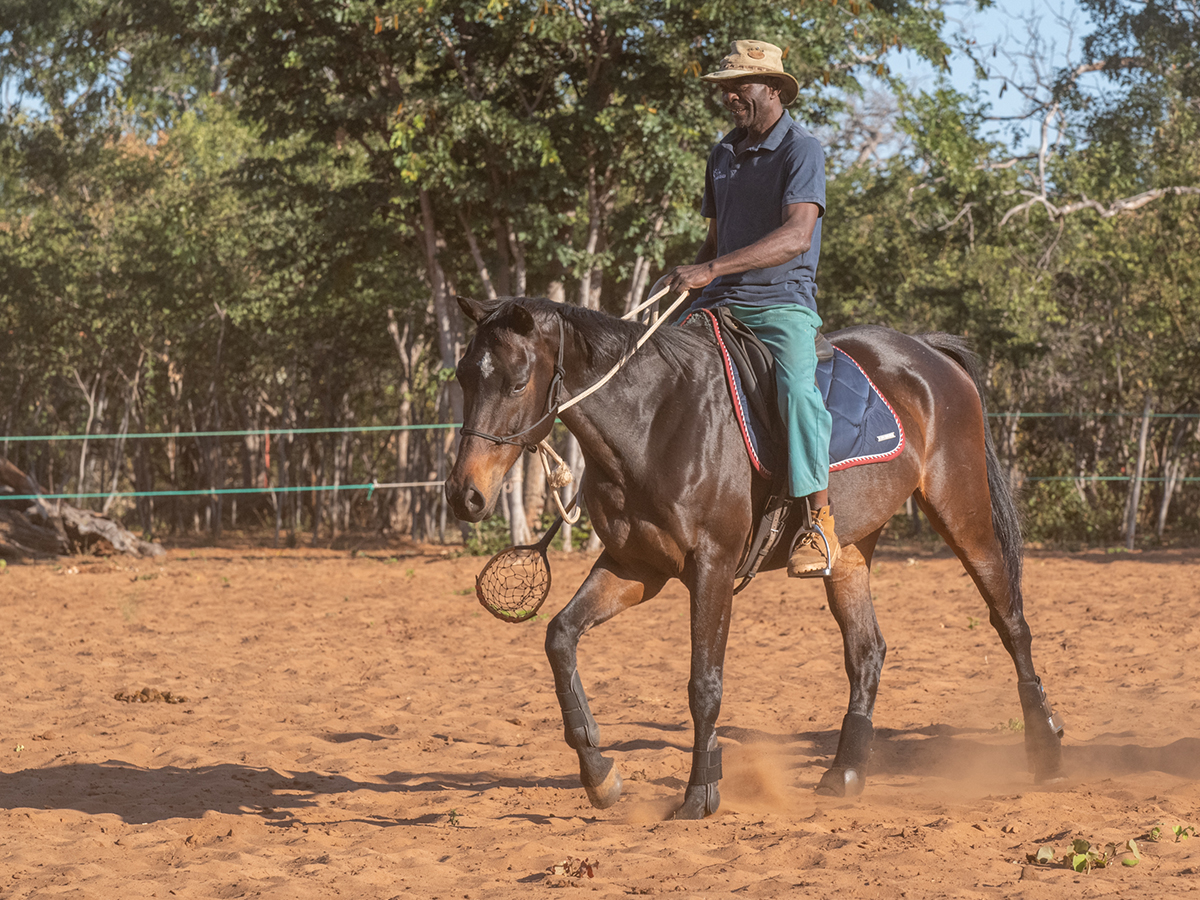 Image of a wild Bhiza groom gracefully practicing polo cross on horseback