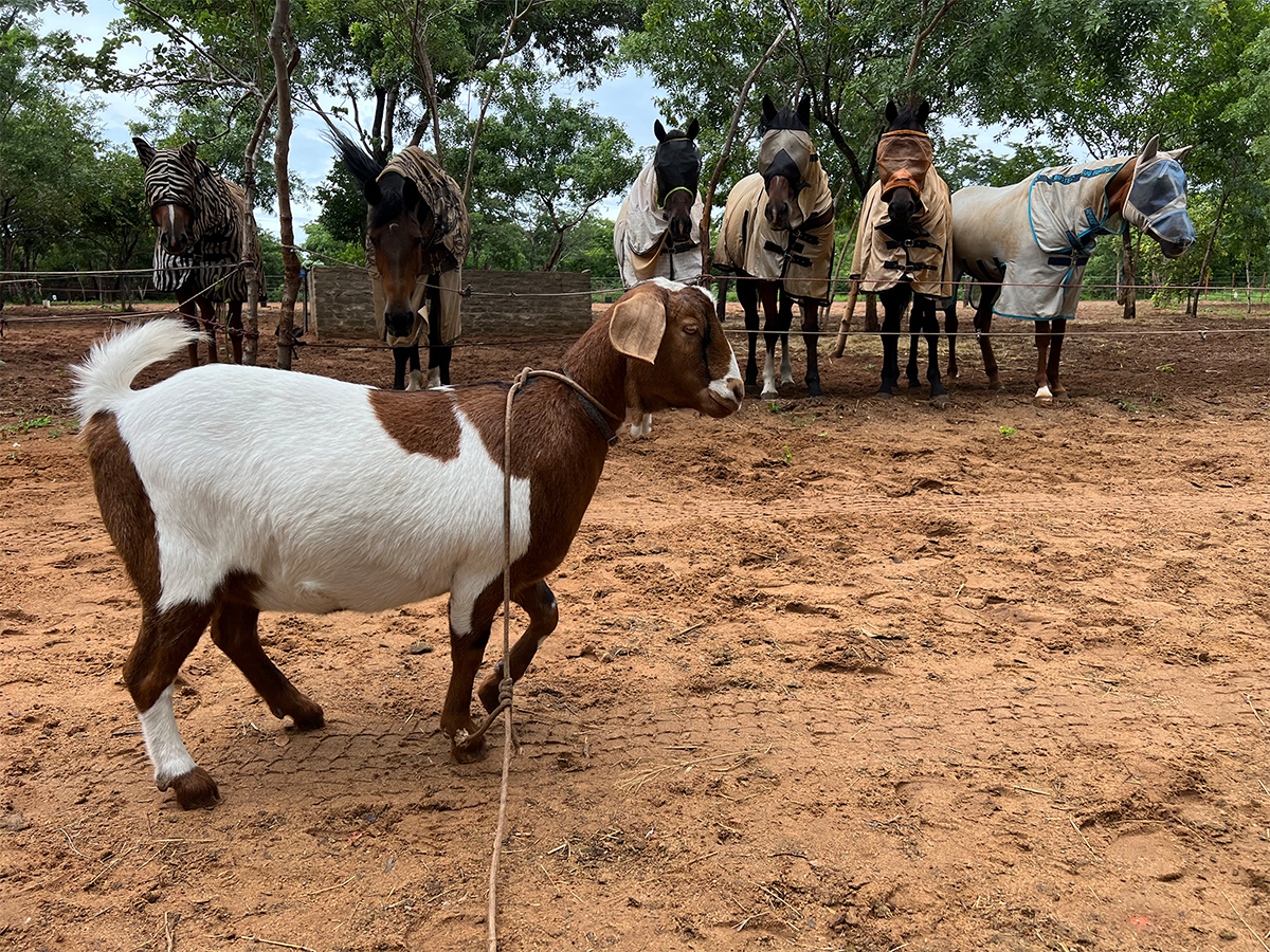 Chicken the goat curiously observing the horse talent