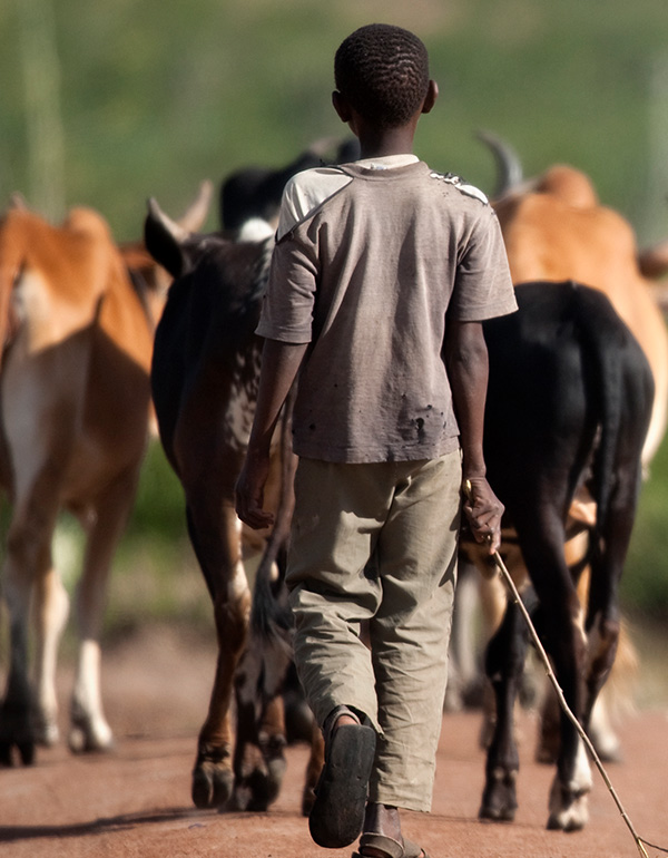 Young Boy herding Cattle Young Boy Herding Cows in the Communal Lands